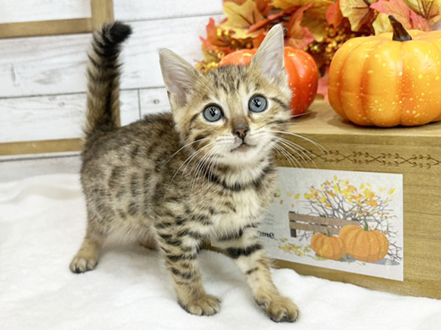 福岡県のベンガル (ペッツファーストfor cats福岡天神店/2023年9月8日生まれ/男の子/ブラウンスポットタビー)の子猫