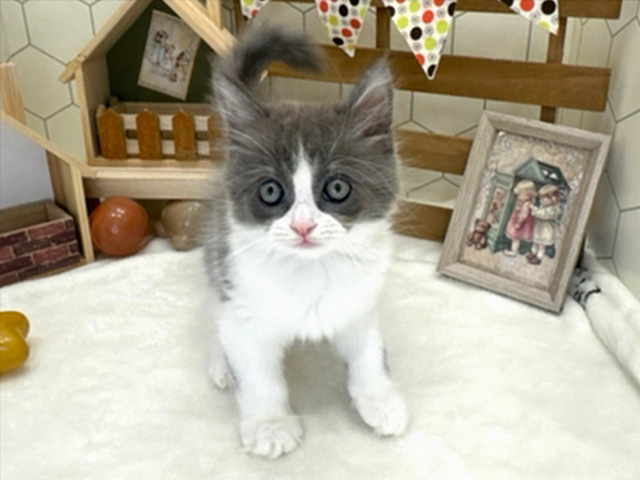 鹿児島県のサイベリアン (ペッツファースト鹿児島店/2023年9月9日生まれ/男の子/ブルーホワイト)の子猫