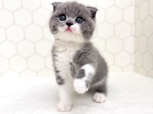 東京都のスコティッシュフォールド (ペッツファーストfor cats武蔵小山店/2023年9月10日生まれ/男の子/ブルーホワイト)の子猫