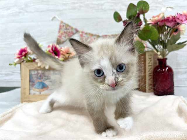 神奈川県のネヴァマスカレード (ペッツファーストfor cats横浜元町店/2023年9月10日生まれ/女の子/シールトーティポイントバイカラー)の子猫