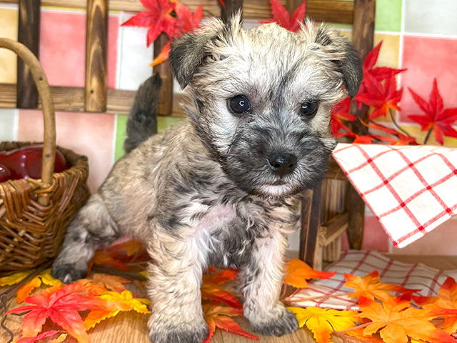 ミックス カインズ千葉ニュータウン店 │ペッツファースト公式サイト