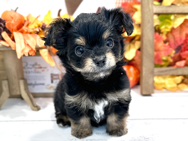 東京都のハーフ犬 (ペッツファースト武蔵小山店/2023年9月16日生まれ/男の子/ブラックタンホワイト)の子犬