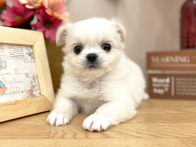 奈良県のハーフ犬 (ペッツファースト橿原店/2023年9月16日生まれ/女の子/クリーム)の子犬