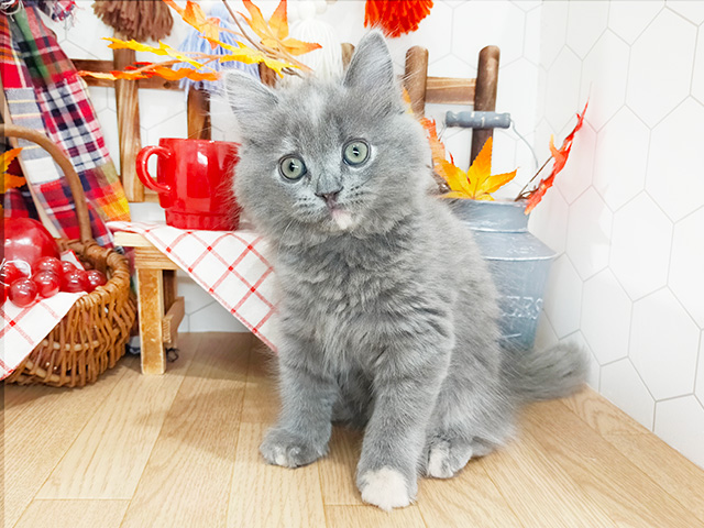 サイベリアン
