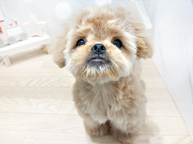 大阪府のハーフ犬 (ペッツファースト心斎橋本店/2023年9月17日生まれ/男の子/アプリコット)の子犬