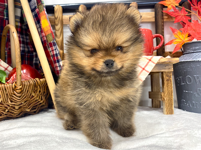 大阪府のポメラニアン (ペッツファースト茶屋町店/2023年9月21日生まれ/男の子/オレンジ)の子犬