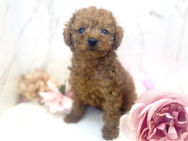 東京都のタイニープードル (ペッツファースト昭島店/2023年9月21日生まれ/男の子/レッド(赤))の子犬