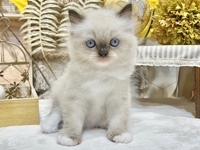 東京都のネヴァマスカレード (ペッツファースト吉祥寺本店/2023年9月23日生まれ/女の子/シールポイントホワイト)の子猫