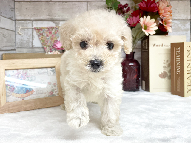 神奈川県のタイニープードル (ペッツファースト川崎店/2023年9月24日生まれ/男の子/クリーム)の子犬