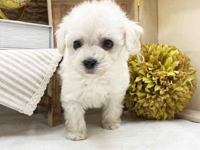 東京都のタイニープードル (ペッツファースト池袋店/2023年9月24日生まれ/女の子/クリーム)の子犬