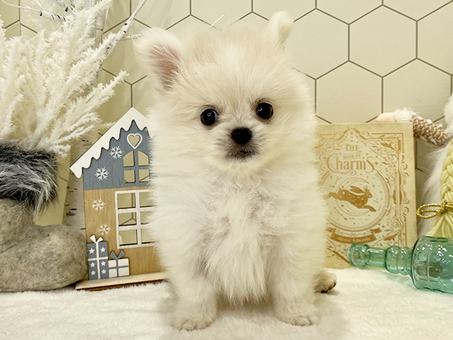 大阪府のハーフ犬 (ペッツファースト茶屋町店/2023年9月24日生まれ/男の子/クリーム)の子犬