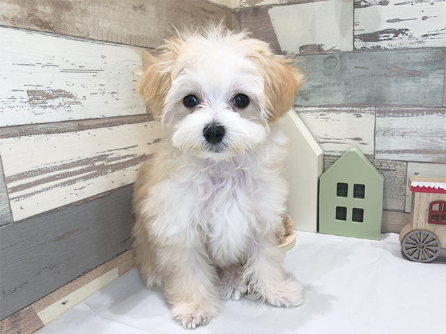 大阪府のマルプー (ペッツファースト難波店/2023年9月27日生まれ/男の子/アプリコット)の子犬