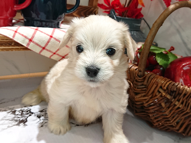 岡山県のマルックス (ペッツファースト倉敷店/2023年9月28日生まれ/男の子/クリーム)の子犬