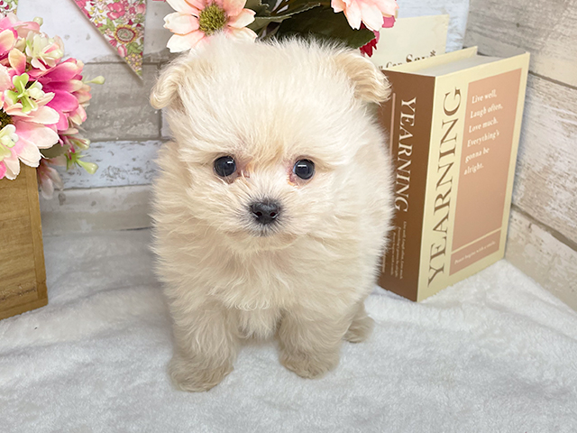 神奈川県のポメプー (ペッツファースト川崎店/2023年9月28日生まれ/男の子/クリーム)の子犬