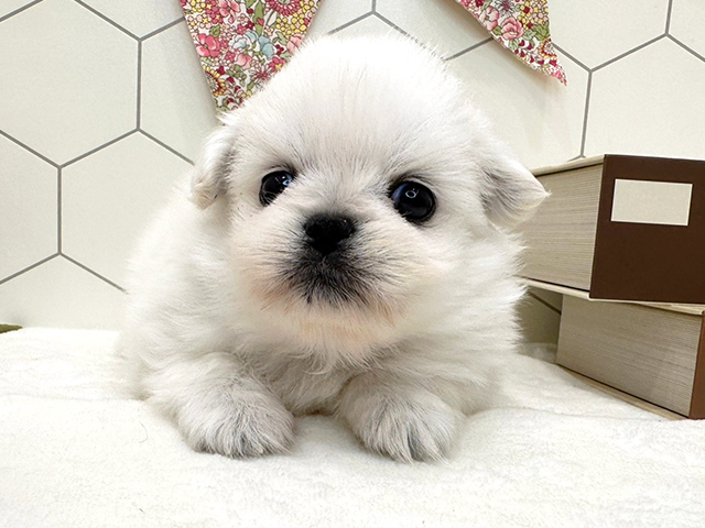 広島県のハーフ犬 (ペッツファースト広島府中店/2023年9月29日生まれ/女の子/クリーム)の子犬
