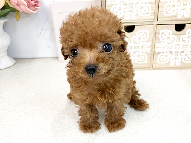 広島県のティーカッププードル (ペッツファースト広島本通店/2023年9月29日生まれ/男の子/レッド(赤))の子犬
