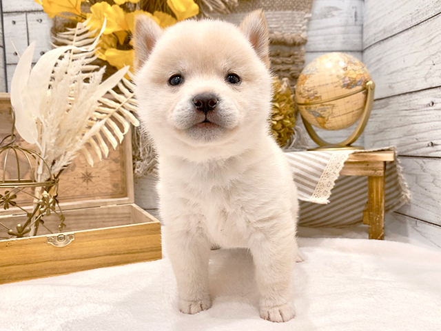 東京都の豆柴 (ペッツファースト広尾店/2023年9月29日生まれ/男の子/ホワイト(白))の子犬