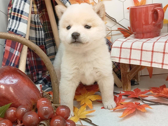 東京都の豆柴 (ペッツファーストお台場店/2023年9月29日生まれ/女の子/ホワイト(白))の子犬
