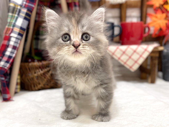 千葉県のラガマフィン (ペッツファーストららぽーとTOKYO-BAY店/2023年9月30日生まれ/女の子/ブルーパッチドタビー)の子猫