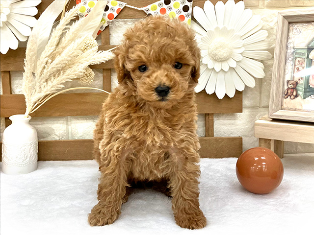 神奈川県のトイプードル (ペッツファースト久里浜店/2023年9月30日生まれ/男の子/アプリコット)の子犬