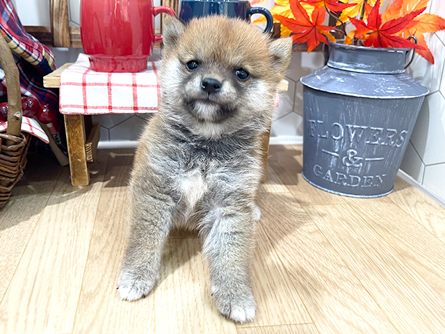 埼玉県の豆柴 (ペッツファーストレイクタウン店/2023年9月28日生まれ/男の子/レッド(赤))の子犬