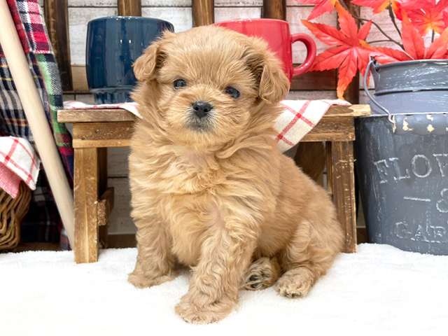 千葉県のハーフ犬 (ペッツファーストららぽーとTOKYO-BAY店/2023年9月30日生まれ/女の子/アプリコット)の子犬