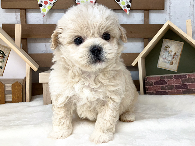 鳥取県のハーフ犬 (ペッツファースト日吉津店/2023年9月30日生まれ/女の子/クリーム)の子犬