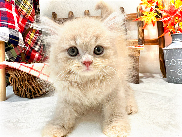 東京都のラガマフィン (ペッツファースト恵比寿店/2023年9月30日生まれ/男の子/クリームタビー)の子猫