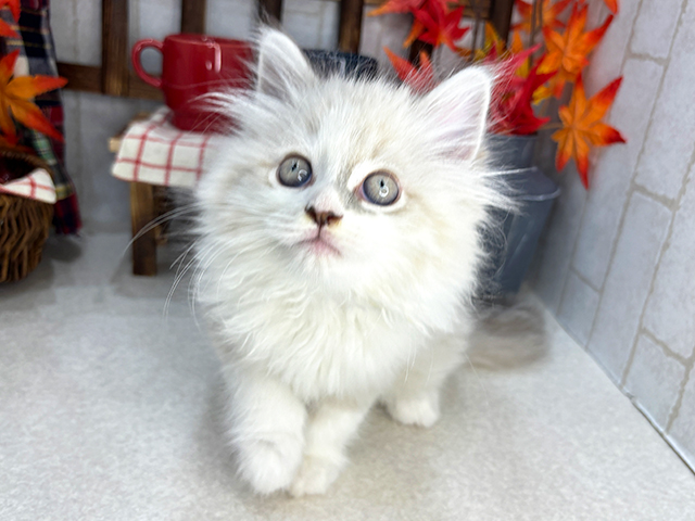 東京都のネヴァマスカレード (ペッツファースト新宿店/2023年9月24日生まれ/男の子/ブルーポイントホワイト)の子猫