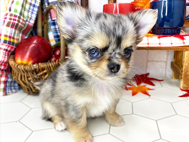 国内正規品 チワワnowa チワワの子犬なら、チワワブリーダー専門サイト  