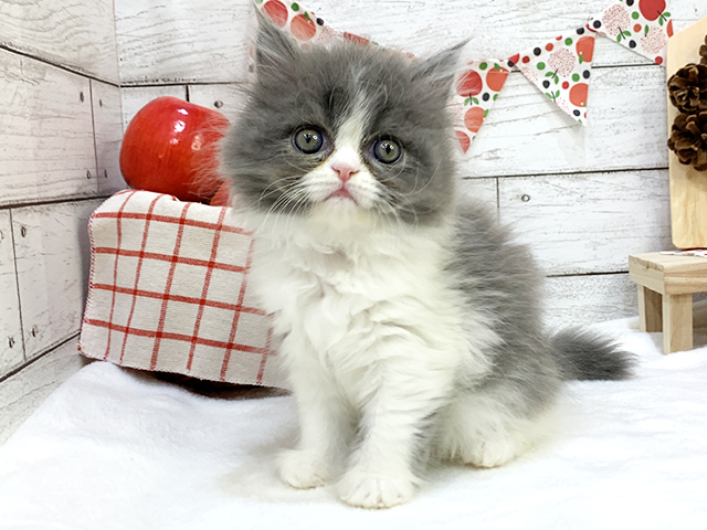 フォールデックス for cats福岡天神店 │ペッツファースト公式サイト