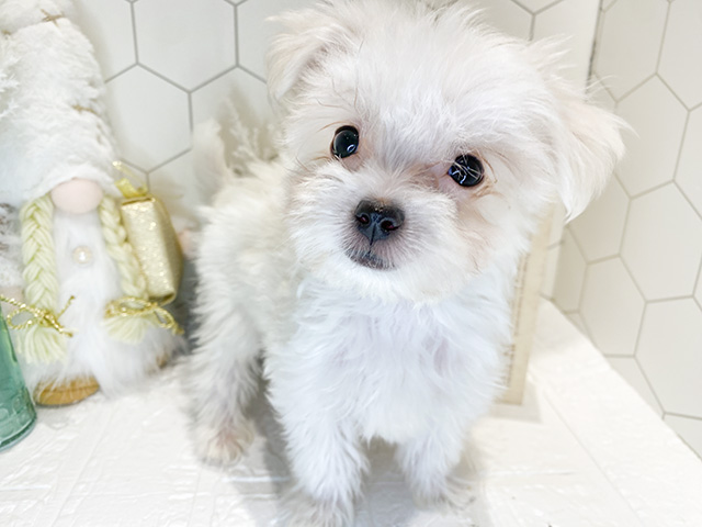 神奈川県のハーフ犬 (ペッツファースト横浜元町店/2023年11月8日生まれ/男の子/ホワイト(白))の子犬