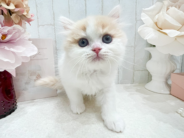 東京都のラガマフィン (ペッツファースト新宿店/2023年12月16日生まれ/男の子/クリームタビーホワイト)の子猫