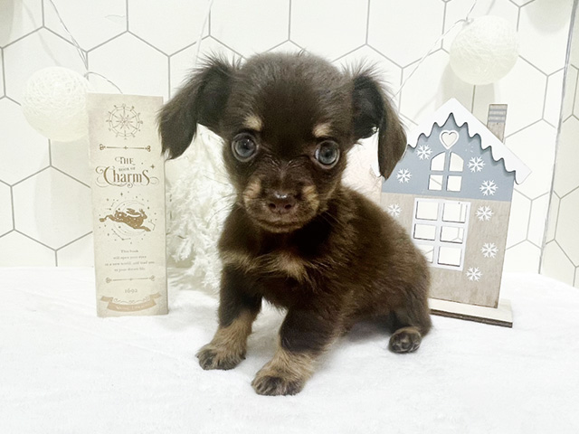 ミックス 福岡天神店 │ペッツファースト公式サイト