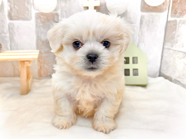 広島県のハーフ犬 (ペッツファースト広島祇園店/2023年12月18日生まれ/男の子/ホワイト)の子犬