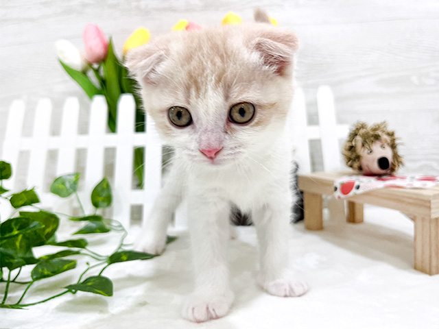 神奈川県のスコティッシュフォールド (ペッツファーストfor cats横浜元町店/2023年12月20日生まれ/男の子/クリームタビーホワイト)の子猫