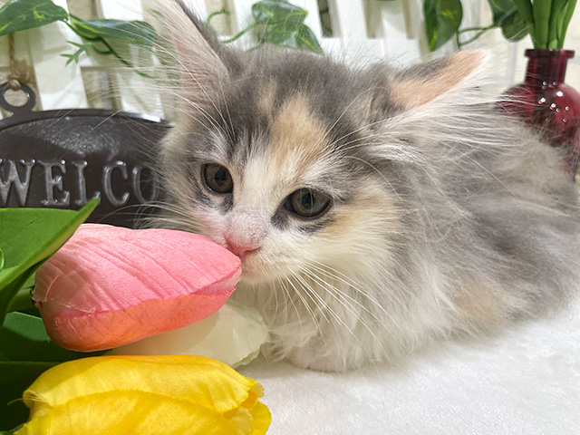 ノルウェージャンフォレストキャット for cats横浜元町店 │ペッツ