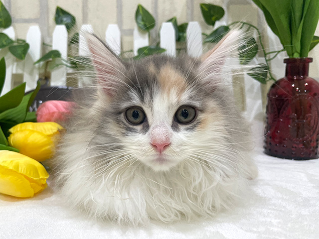 ノルウェージャンフォレストキャット for cats横浜元町店 │ペッツ