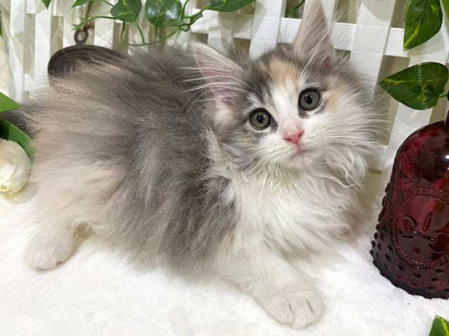ノルウェージャンフォレストキャット for cats横浜元町店 │ペッツ 