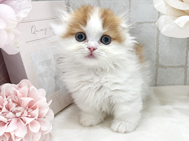 東京都のマンチカン (ペッツファースト新宿店/2023年12月23日生まれ/男の子/レッドタビーホワイト)の子猫