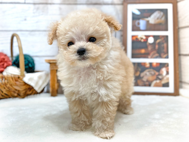 千葉県のティーカッププードル (ペッツファーストららぽーとTOKYO-BAY店/2023年12月23日生まれ/男の子/クリーム)の子犬