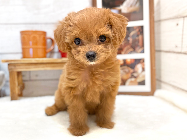 千葉県のチワプー/プーチー(チワワ×プードル) (ペッツファーストららぽーとTOKYO-BAY店/2023年12月21日生まれ/女の子/アプリコット)の子犬