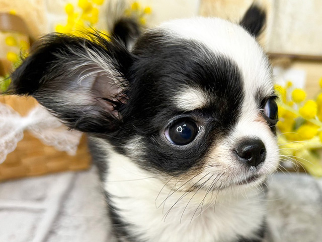 チワワ 富士南店 │ペッツファースト公式サイト