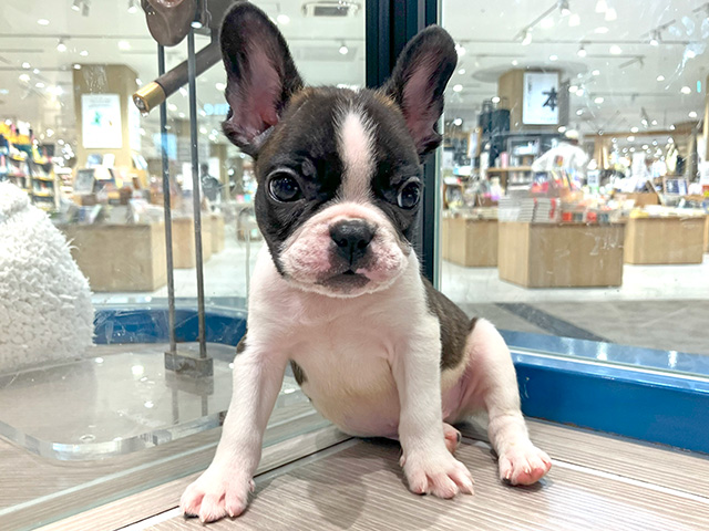 フレンチブルドッグ 高崎店 │ペッツファースト公式サイト