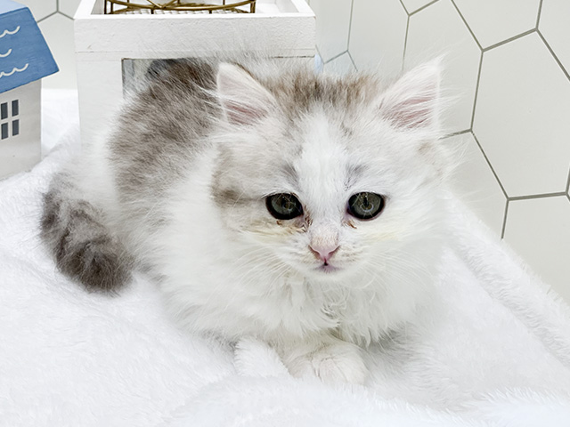 東京都のラガマフィン (ペッツファースト晴海店/2024年2月21日生まれ/女の子/ブルーシルバータビーホワイト)の子猫