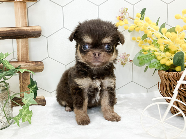 鹿児島県のハーフ犬 (ペッツファースト鹿児島店/2024年2月22日生まれ/女の子/チョコレートタン)の子犬