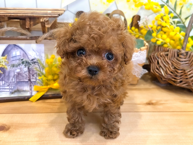愛知県のティーカッププードル (ペッツファースト名古屋栄店/2024年2月25日生まれ/女の子/レッド)の子犬