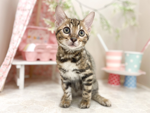 兵庫県のベンガル (ペッツファースト神戸元町店/2024年2月28日生まれ/女の子/ブラウンスポットタビー)の子猫