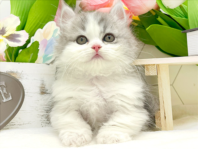 東京都のマンチカン (ペッツファースト池袋店/2024年2月24日生まれ/女の子/ブルーシルバータビーホワイト)の子猫