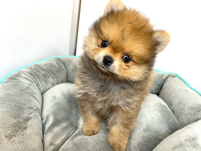 ポメラニアン 久里浜店 │ペッツファースト公式サイト
